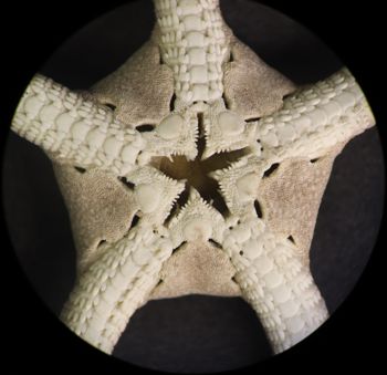 Media type: image; Invertebrate Zoology OPH-115